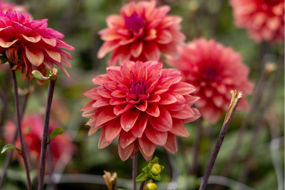 Dahlia 'American Dawn'